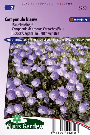 Campanula carpatica coerulea blauw