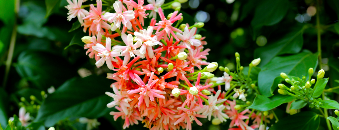 Poppelaars | Rozen & Klimplanten Poppelaars | Rozen & Klimplanten