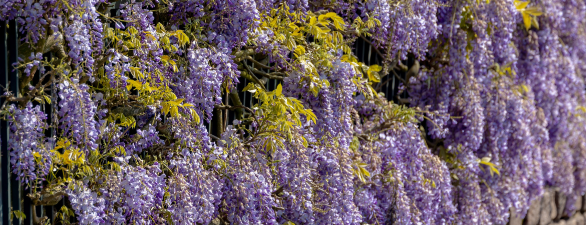 Poppelaars | Rozen & Klimplanten Poppelaars | Rozen & Klimplanten