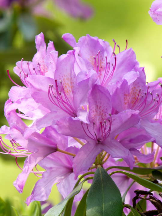 Rhododendron