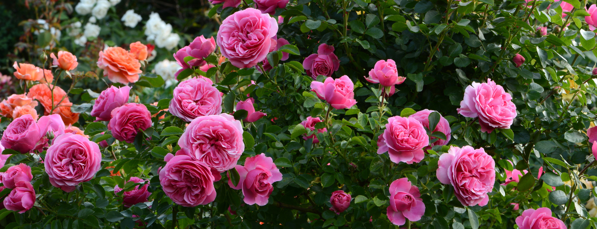 Poppelaars | Rozen & Klimplanten Poppelaars | Rozen & Klimplanten