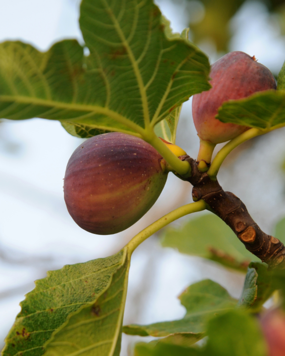 Moestuinplanten kopen in Breda? Kom naar Poppelaars Budget Bloemen & Planten!