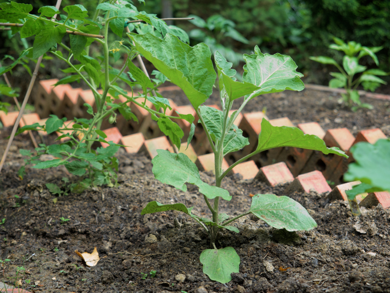 Moestuinplanten kopen in Breda? Kom naar Poppelaars Budget Bloemen & Planten!