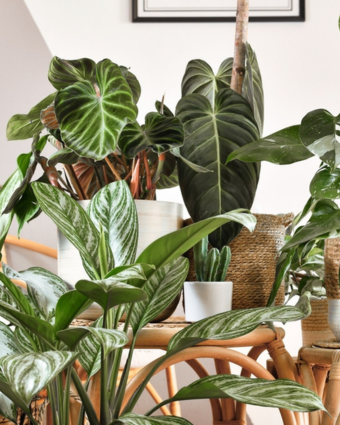 Voorjaarsbollen kopen in Breda Voorjaarsbollen kopen in Breda