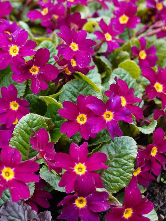 Primula