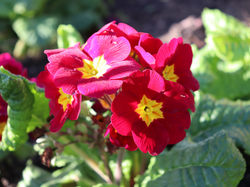 Alles voor de tuin koopt u bij tuincentrum Poppelaars!