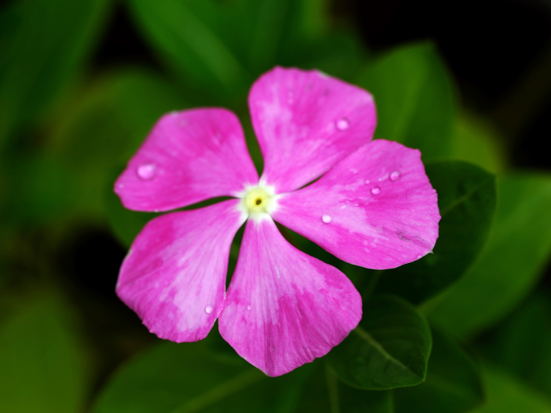 Voorjaarsbloeiers kopen in Breda? Kom naar Poppelaars Budget Bloemen & Planten!