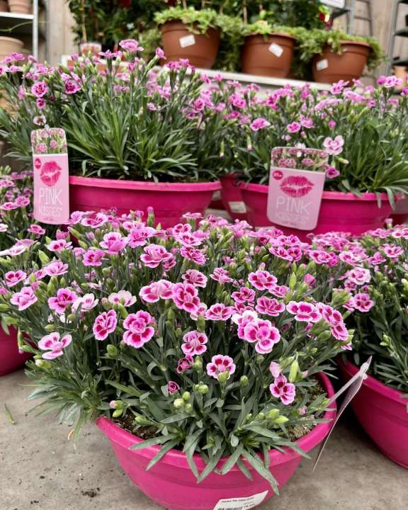 Zomerbloeiers kopen in Breda? Kom naar Poppelaars Budget Bloemen & Planten!