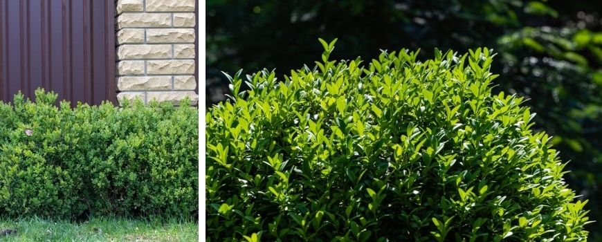 Buxus - Poppelaars Breda