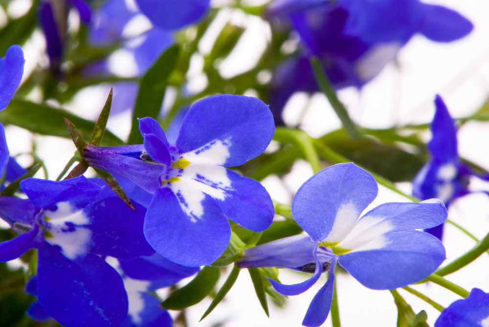 Lobelia-eenjarige-planten-kopen