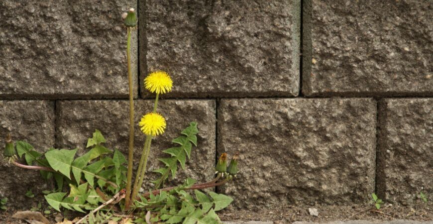 Onkruid - Producten - Poppelaars - Breda