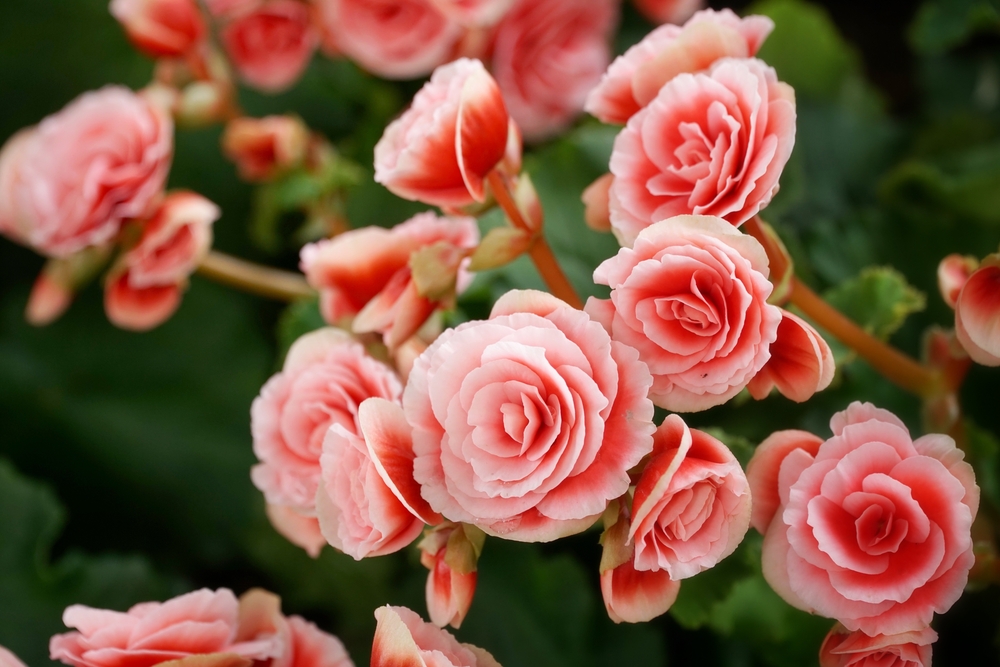 Eénjarige planten - Poppelaars - Poppelaars Tuincentrum