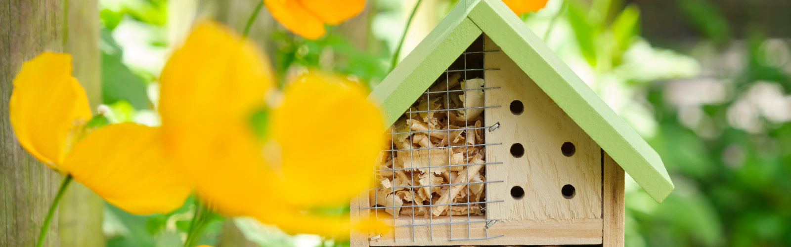 Biodiversiteit in de tuin