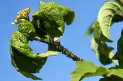 Bladluizen in de tuin?! Bladluizen in de tuin?!
