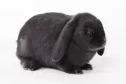 Gezondheidscontrole uw konijn en/of cavia.