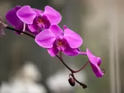 Orchideeën / Phalaenopsis Orchideeën / Phalaenopsis