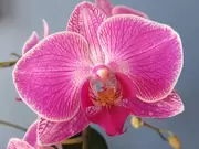 Orchideeënshow
