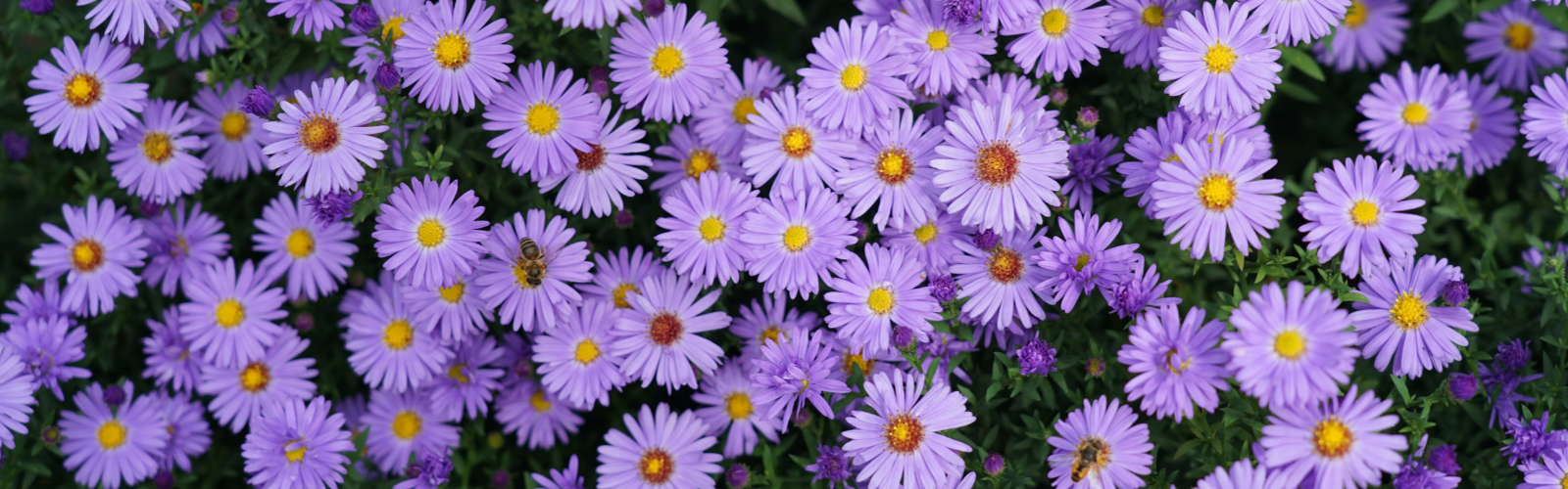 De perfecte vaste planten