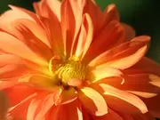 Vaste planten Vaste planten
