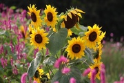 Zonnebloemen in de tuin