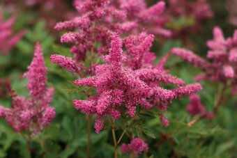 5 planten voor een schaduwrijke tuin