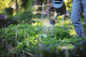 6 handige tips voor het bewateren van tuinplanten