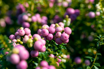 De geheimen van de Gaultheria