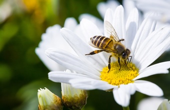 Het belang van biodiversiteit in je natuurlijke tuin