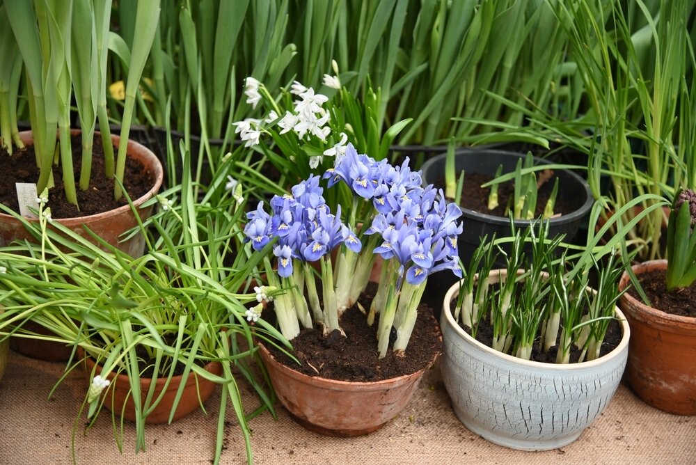 citronella plant mosquitoes Citronella Plant | Mosquito Plant for Sale | PlantingTree main image 1