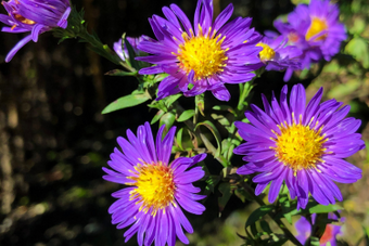 Tuinplanten voor een betoverende najaarstuin