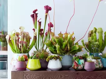 Vleesetende planten, Woonplanten van de maand augustus