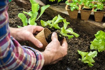 Welke planten kunnen in maart in de tuin?