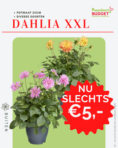 Voordeel