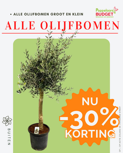 Voordeel