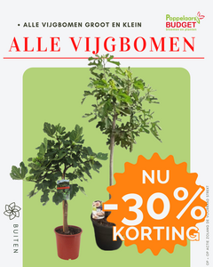 Voordeel