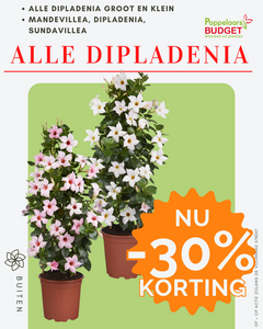 Voordeel