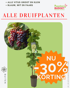 Voordeel
