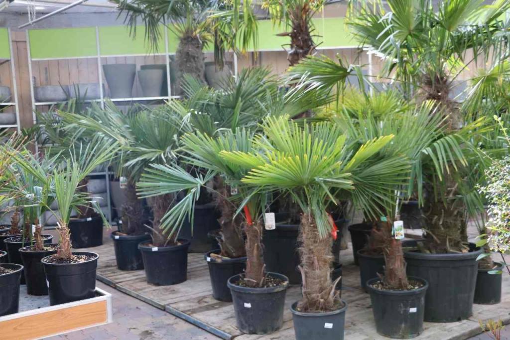 Palm kopen voor binnen of buiten in Breda