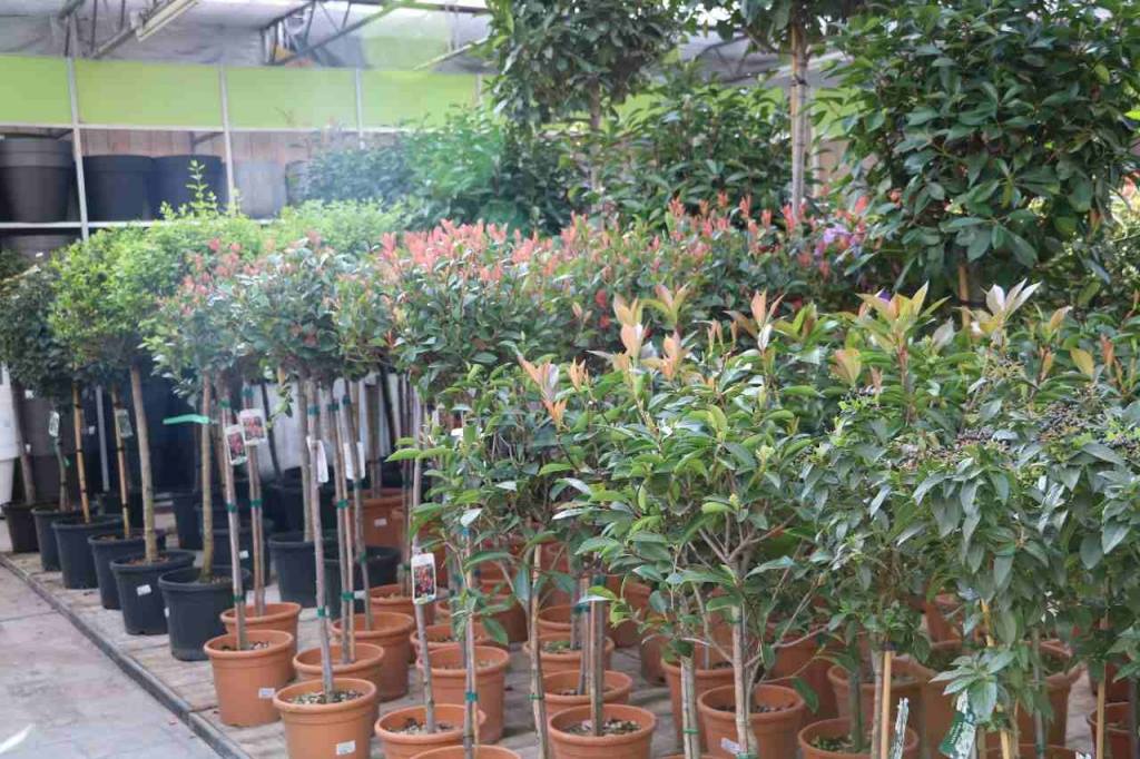 Plantenkwekerij met mooie tuinplanten