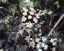 Apiaceae