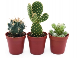 Cactussen en vetplanten