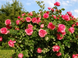 Tuinplanten Breda | Kom langs in Poppelaars Tuincentrum