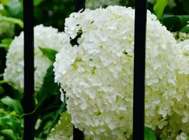 Pluimhortensia  (Hydrangea paniculata)