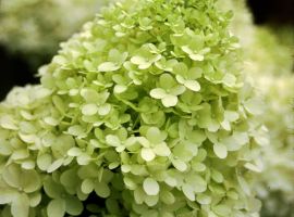 Hydrangea paniculata 'Limelight'