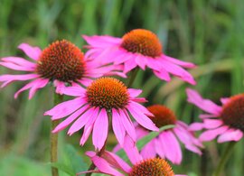 Vaste tuinplanten | Tuincentrum Poppelaars
