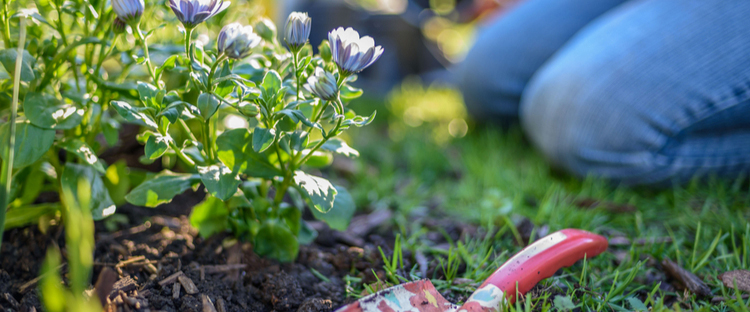 Zweet seksueel Onzuiver Tuinplanten - Poppelaars Tuincentrum