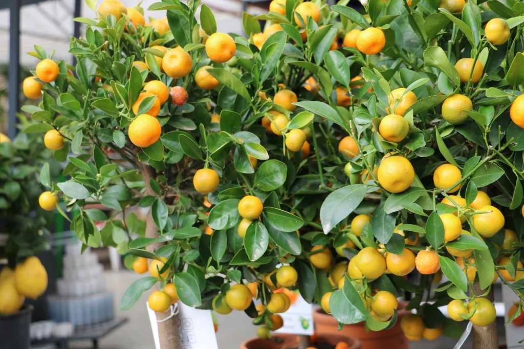 Ook exotische tuinplanten kopen in Breda