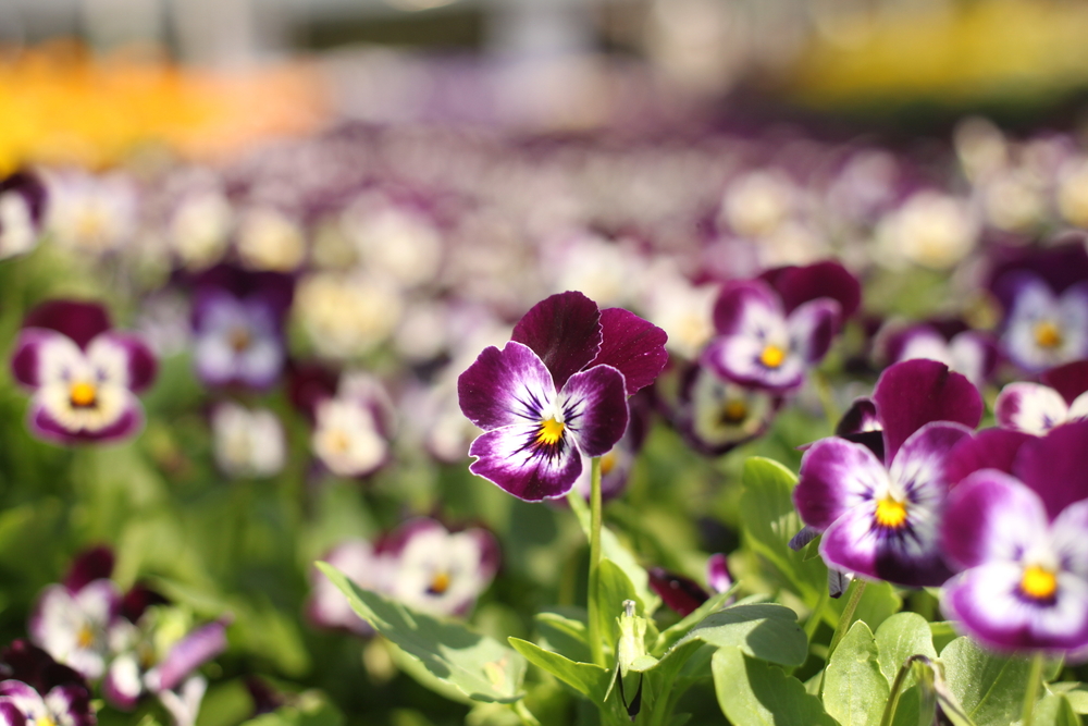 Eénjarige planten - Poppelaars - Poppelaars Tuincentrum
