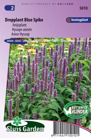 Agastache foeniculum blue spike