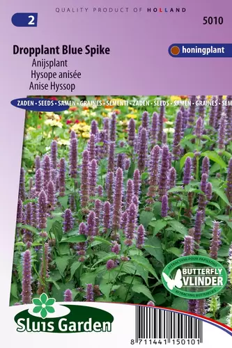 Agastache foeniculum blue spike